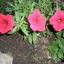 Flowers >> Photo Gallery - Four Winds 10