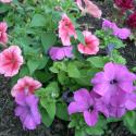 Flowers >> Photo Gallery - Four Winds 10