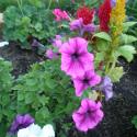 Flowers >> Photo Gallery - Four Winds 10