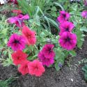Flowers >> Photo Gallery - Four Winds 10
