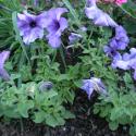 Flowers >> Photo Gallery - Four Winds 10