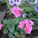 Flowers >> Photo Gallery - Four Winds 10