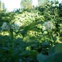 Flowers >> Photo Gallery - Four Winds 10
