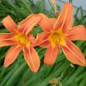 Flowers >> Photo Gallery - Four Winds 10