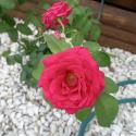 Flowers >> Photo Gallery - Four Winds 10