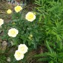 Flowers >> Photo Gallery - Four Winds 10
