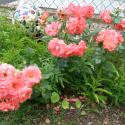 Flowers >> Photo Gallery - Four Winds 10