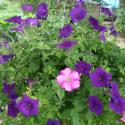 Flowers >> Photo Gallery - Four Winds 10
