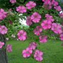 Flowers >> Photo Gallery - Four Winds 10