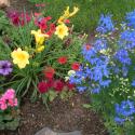 Flowers >> Photo Gallery - Four Winds 10