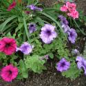 Flowers >> Photo Gallery - Four Winds 10