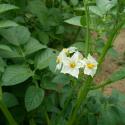 Flowers >> Photo Gallery - Four Winds 10