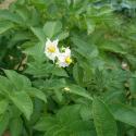 Flowers >> Photo Gallery - Four Winds 10