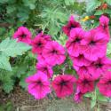 Flowers >> Photo Gallery - Four Winds 10