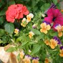 Flowers >> Photo Gallery - Four Winds 10