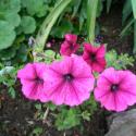 Flowers >> Photo Gallery - Four Winds 10