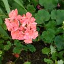 Flowers >> Photo Gallery - Four Winds 10