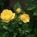 Flowers >> Photo Gallery - Four Winds 10