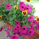 Flowers >> Photo Gallery - Four Winds 10