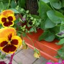 Flowers >> Photo Gallery - Four Winds 10