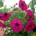 Flowers >> Photo Gallery - Four Winds 10
