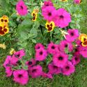 Flowers >> Photo Gallery - Four Winds 10