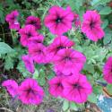 Flowers >> Photo Gallery - Four Winds 10