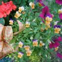 Flowers >> Photo Gallery - Four Winds 10