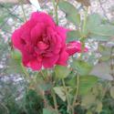 Flowers >> Photo Gallery - Four Winds 10