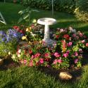 Flowers >> Photo Gallery - Four Winds 10
