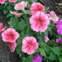 Flowers >> Photo Gallery - Four Winds 10