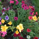 Flowers >> Photo Gallery - Four Winds 10