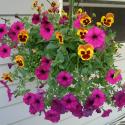 Flowers >> Photo Gallery - Four Winds 10