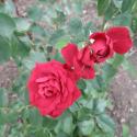 Flowers, 2009 >> Photo Gallery - Four Winds 10