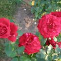 Flowers, 2009 >> Photo Gallery - Four Winds 10