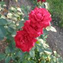 Flowers, 2009 >> Photo Gallery - Four Winds 10