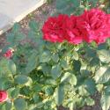 Flowers, 2009 >> Photo Gallery - Four Winds 10