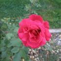 Flowers, 2009 >> Photo Gallery - Four Winds 10