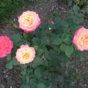 Flowers, 2009 >> Photo Gallery - Four Winds 10