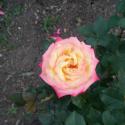 Flowers, 2009 >> Photo Gallery - Four Winds 10
