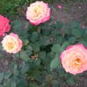 Flowers, 2009 >> Photo Gallery - Four Winds 10
