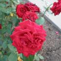 Flowers, 2009 >> Photo Gallery - Four Winds 10