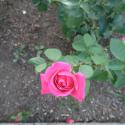 Flowers, 2009 >> Photo Gallery - Four Winds 10