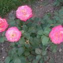 Flowers, 2009 >> Photo Gallery - Four Winds 10