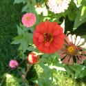 Flowers, 2009 >> Photo Gallery - Four Winds 10