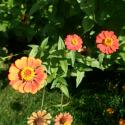 Flowers, 2009 >> Photo Gallery - Four Winds 10