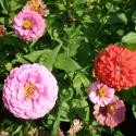 Flowers, 2009 >> Photo Gallery - Four Winds 10