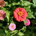 Flowers, 2009 >> Photo Gallery - Four Winds 10