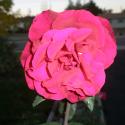 Flowers, 2009 >> Photo Gallery - Four Winds 10