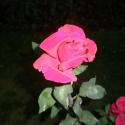 Flowers, 2009 >> Photo Gallery - Four Winds 10